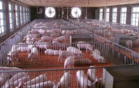 กรณี บริษัท ล่าสุดเกี่ยวกับ 2800 ฟาร์มสุกรอนุบาลในฟิลิปปินส์