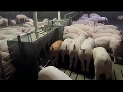 เครื่องให้อาหารอัตโนมัติสแตนเลสสำหรับสุกรหมูป้องกันสนิม